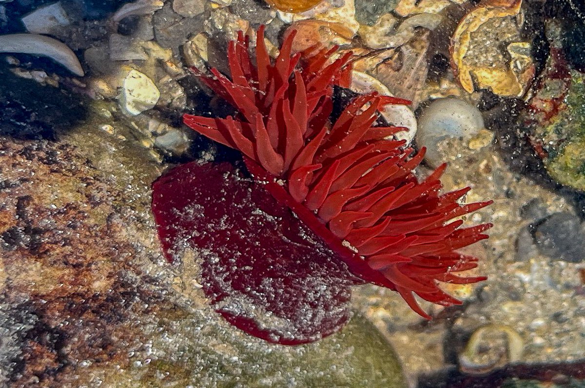 Out Now! April Rock Pool Report. What did we find this month? See: nationalaquarium.ie/aprilreport202… @BioDataCentre #ExploreYourShore 📷#BeadletAnemone