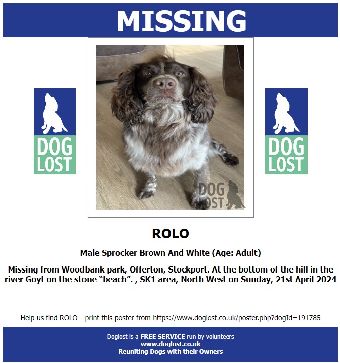 #LOST #DOG ROLO    
Adult #Male #Sprocker Brown & White    
Wearing Collar & I.D.   
#Missing from Woodbank Park #Offerton 
#Stockport #SK1 North West   
Bottom of Hill in River Goyt on stone 'beach'  
Sun 21st April 2024    
#DogLostUK #Lostdog #ScanMe 

doglost.co.uk/dog/191785