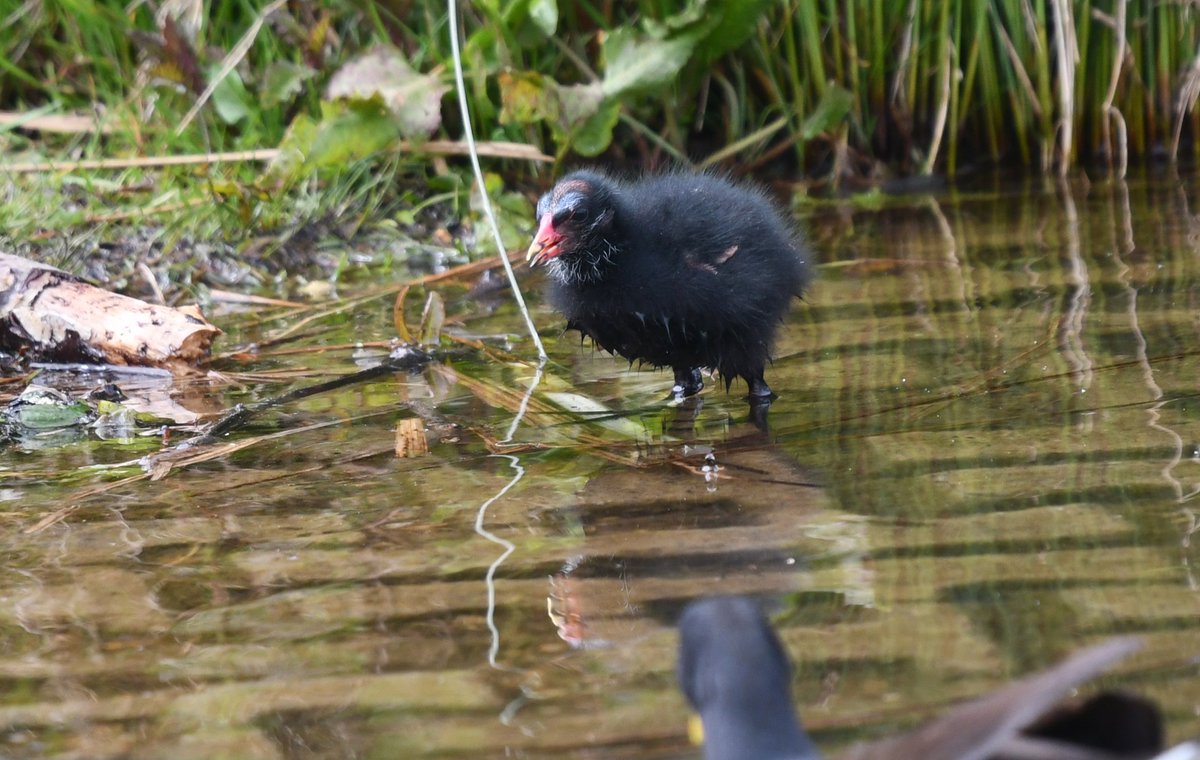 Moorhen chick at Lakeside. #spring