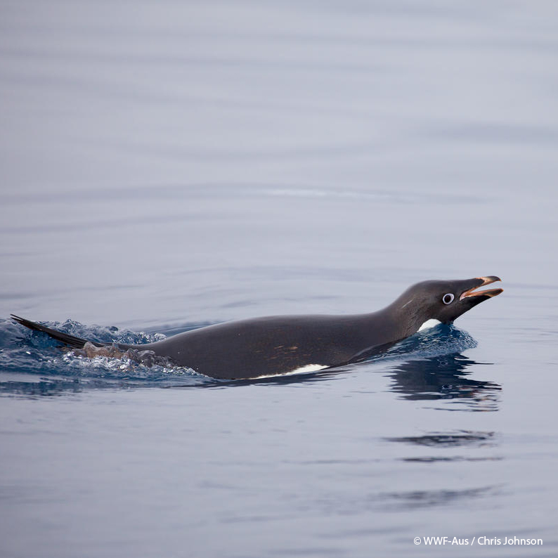 Did you know penguins have flippers instead of wings? These flippers help them be expert swimmers and divers—some species can reach speeds of up to 15 miles per hour in the water!