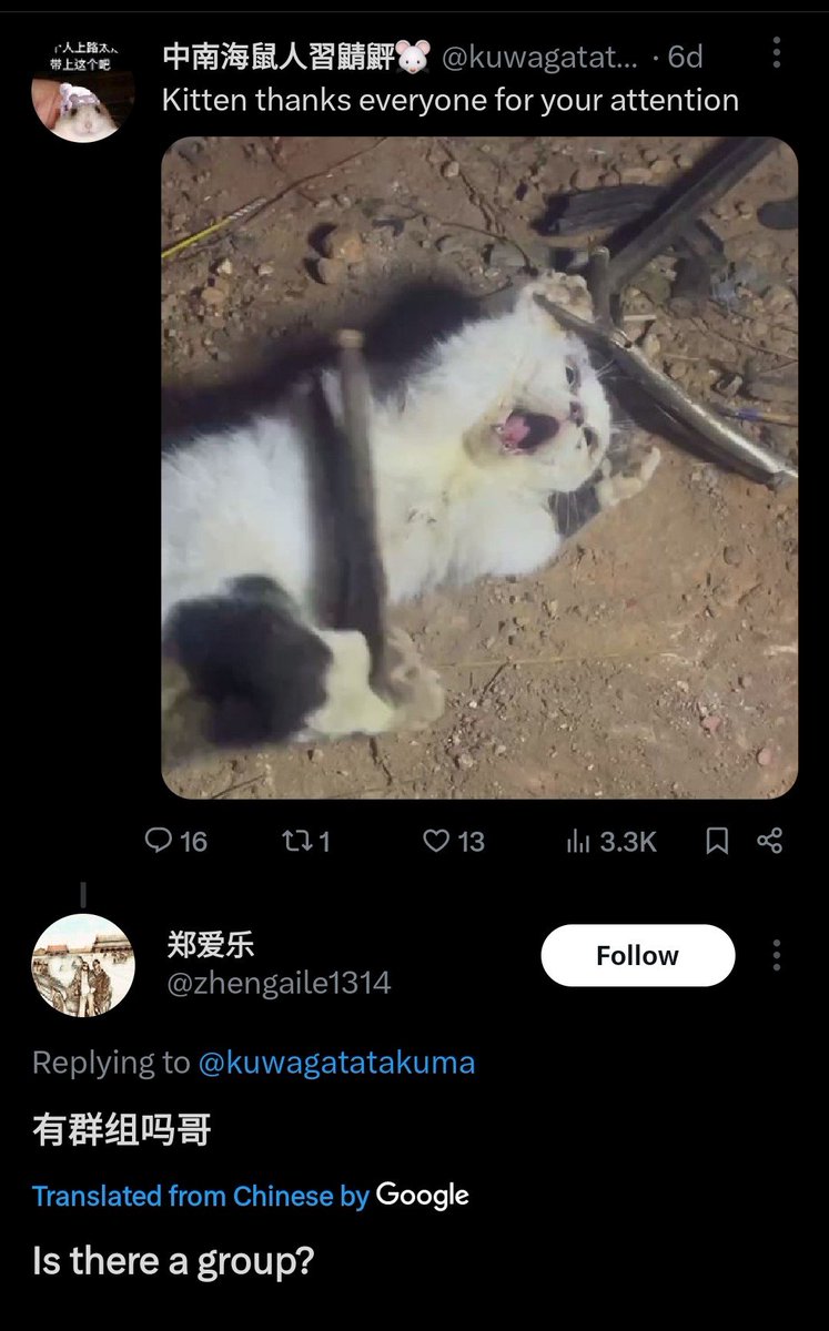 Two wierdos meeting on X⏬️ Chinese #catabuserschina are even here on X connecting with eachother to make groups. Report both accounts, they want to torture cats & show eachother. #BoycottChina no law against #AnimalCruelty. Law Trump made outlawing #animalabuse entertainment…