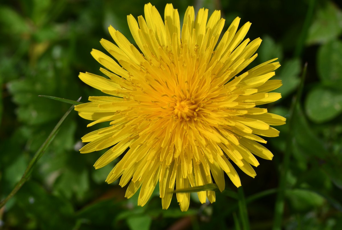 One on my walk on Thursday. Thought I'd also share my recent post with recent photos of different butterflies on them, reminding me of their importance to insects at this time of year. #DandelionChallenge #WildflowerHour #InternationalDayOfTheDandelion x.com/Dans_Pictures/…