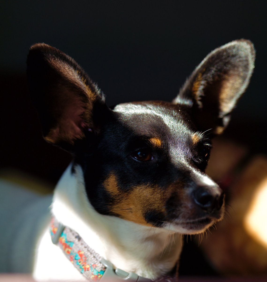 In a Streak  of Sunshine. My Boy Buster.
#terrier #rescuedog #photograghy #ThePhotoHour #Nikon #portrait #DogCelebration #dogsarefamily