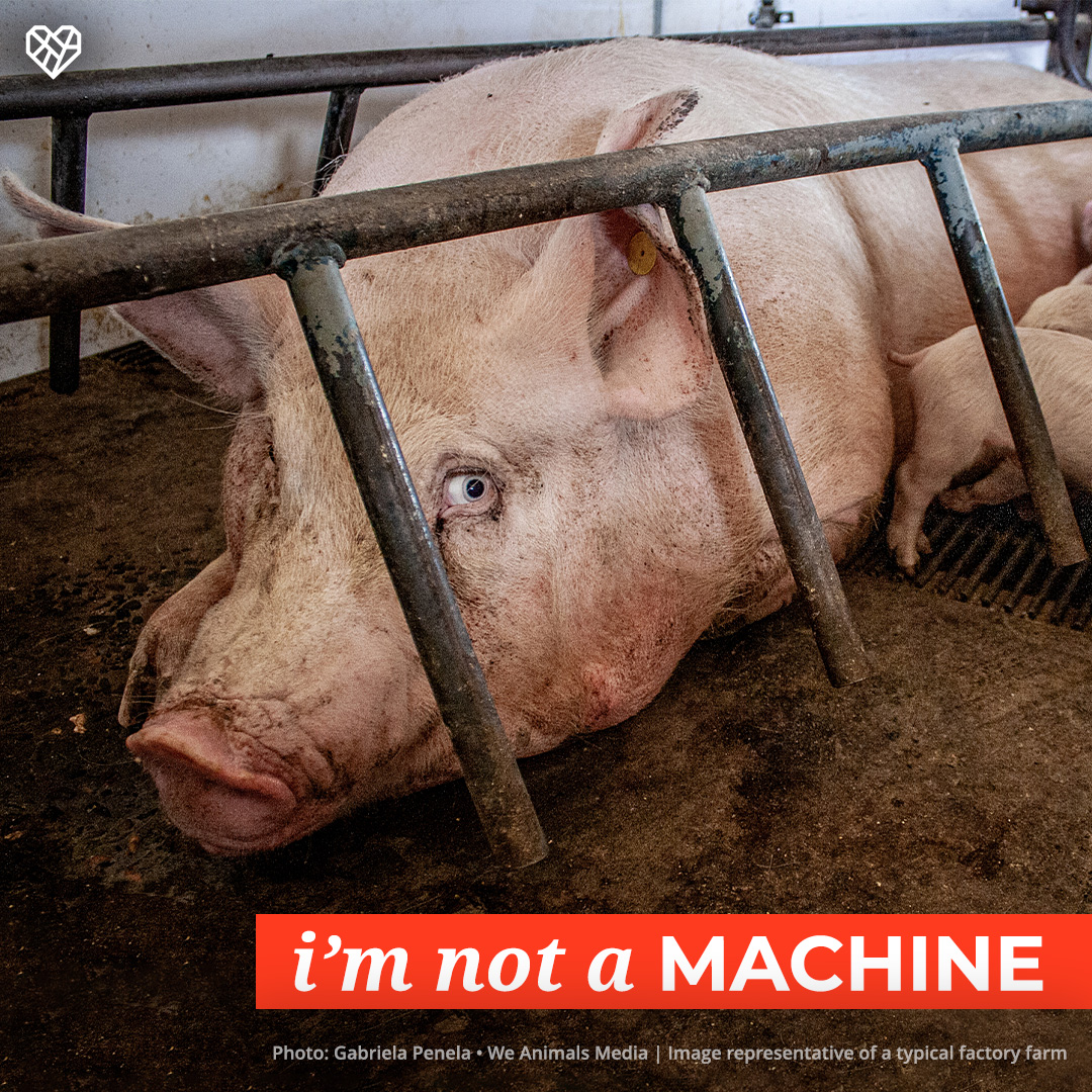 A 1978 article in National Hog Farmer suggested producers consider the mother pig “a valuable piece of machinery whose function is to pump out baby pigs like a sausage machine.” 💔 What a sickening way to view sentient beings.

📸 Gabriela Penela / @WeAnimals Media