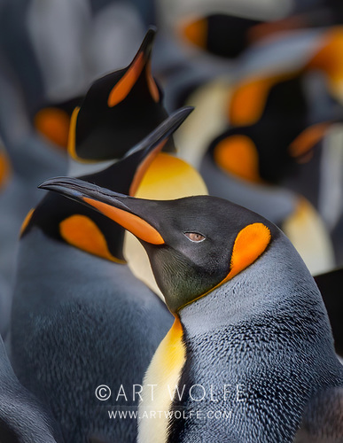 #WorldPenguinDay By deliberately photographing with a shallow depth of field, you can create a very strong emphasis on your subject. 
King penguin, South Georgia Island
Canon EOS-1Ds Mark II, EF400mm lens, f/7.1 for 1/160 second, ISO 100
#ExploreCreateInspire #CanonLegend