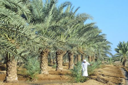 Eritrea has earned global recognition as the '41st Date Producing Country'. The aim is to surpass the current count of 23,000 date palm trees and reach the ambitious target of 300,000 by the year 2030. This milestone will mark Eritrea's transition into a date-exporting country