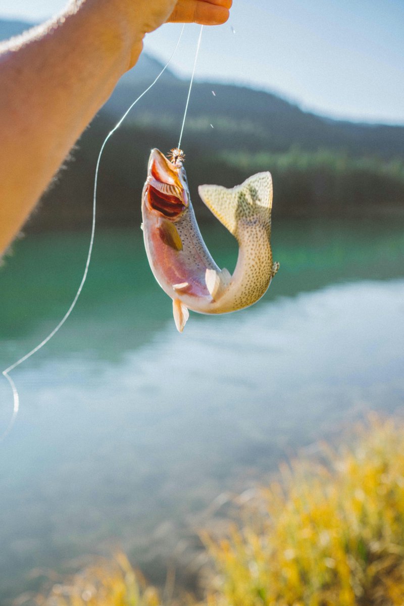 The thrill of the catch is exhilarating. If you're looking for some gear to land your lunker, look no further than buff.ly/3waiA1v and order today.

#fishing #fishinglife #fishingaddict #fishinggear #fishingrod #fishingreel #fishinglures #troutfishing