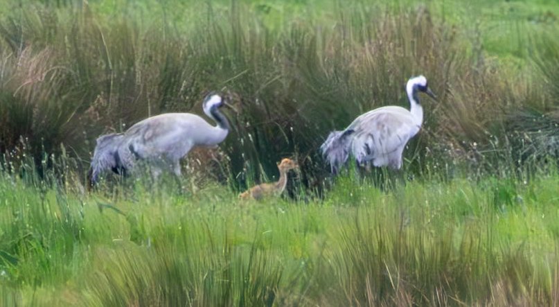 Cranes + rapidly growing chick. Willow Tree Fen this wet afternoon @Lincsbirding @LWTWildNews