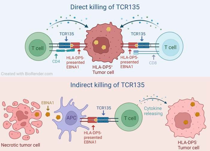 An EBV-related CD4 TCR immunotherapy inhibits tumor growth in an HLA-DP5+ nasopharyngeal cancer mouse model: buff.ly/3w5zJJF #Immunology
