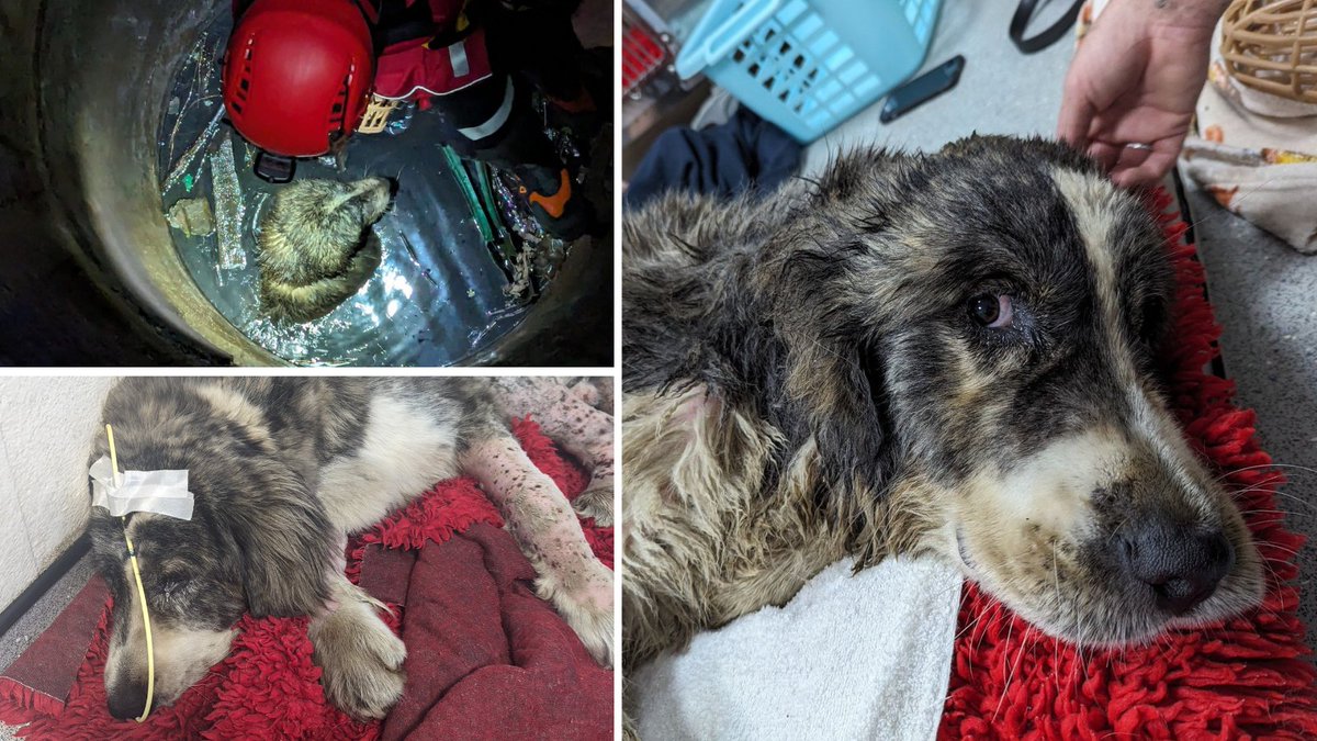 Badger was rescued from a 15ft-deep concrete shaft in Stockton-on-Tees that was filled with contaminated water. He has been very poorly and weak, but is getting stronger every day. 💙 We need to find out where he came from. Read more and please repost: bit.ly/4deS5Zp