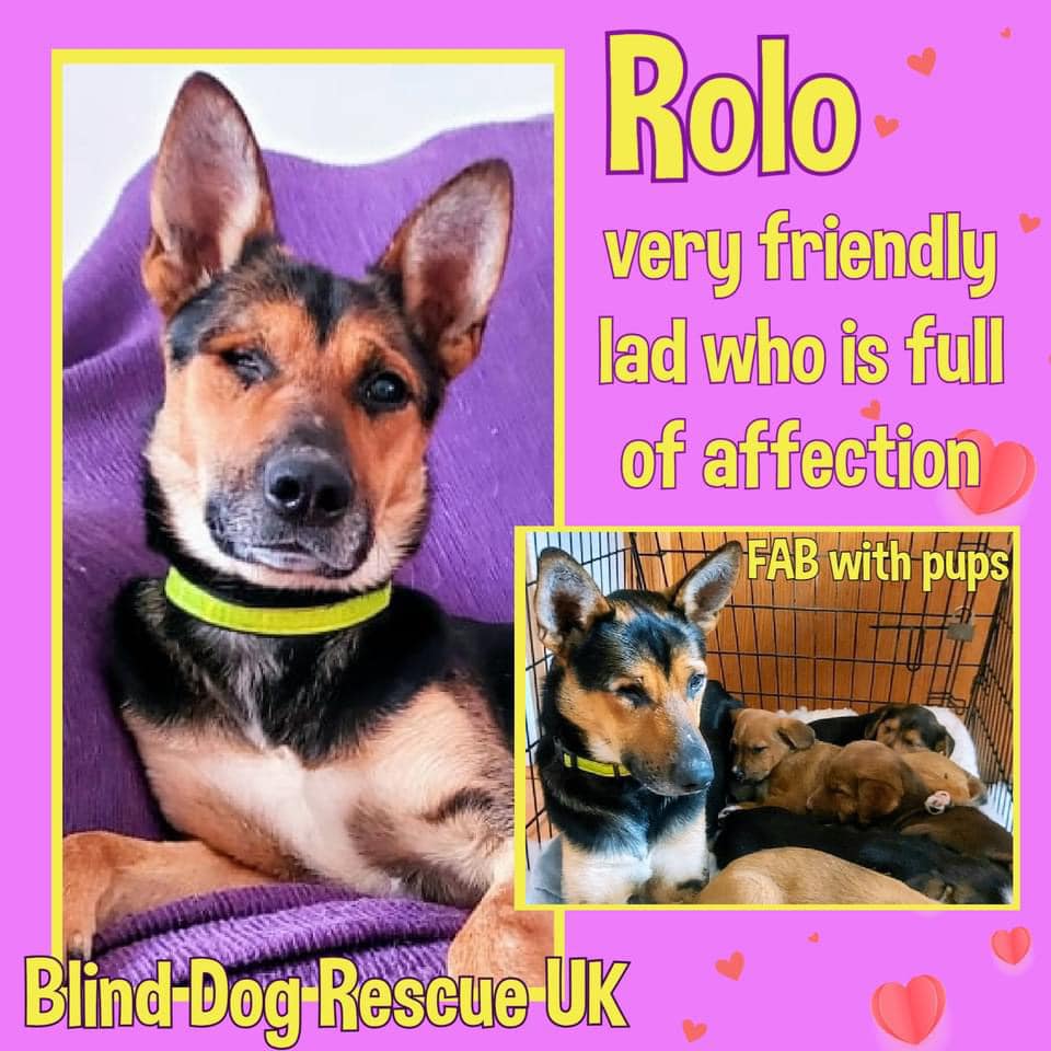 #forgottensoulshour 💥 FOSTER OR FOREVER HOME NEEDED PLEASE FOR DEAR ROLO 💥 Rolo has been overlooked time & time again. He is one of the forgotten dogs & it's so unfair. BDRUK have been trying to find him a home for such a long time but he receives no interest, he is such a