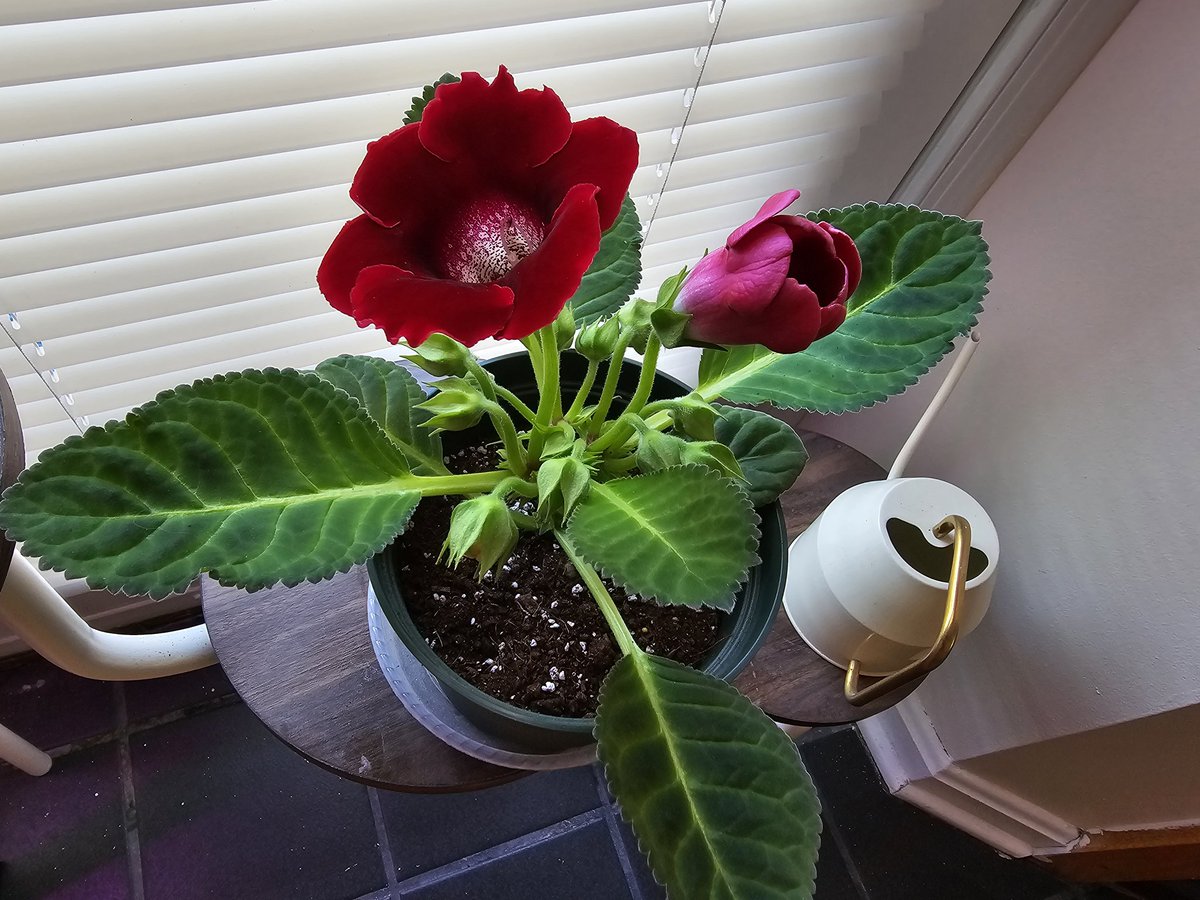 I am a little stressed by my gloxinia's insistence on throwing a million buds this year. But I am looking forward to the grand debut!