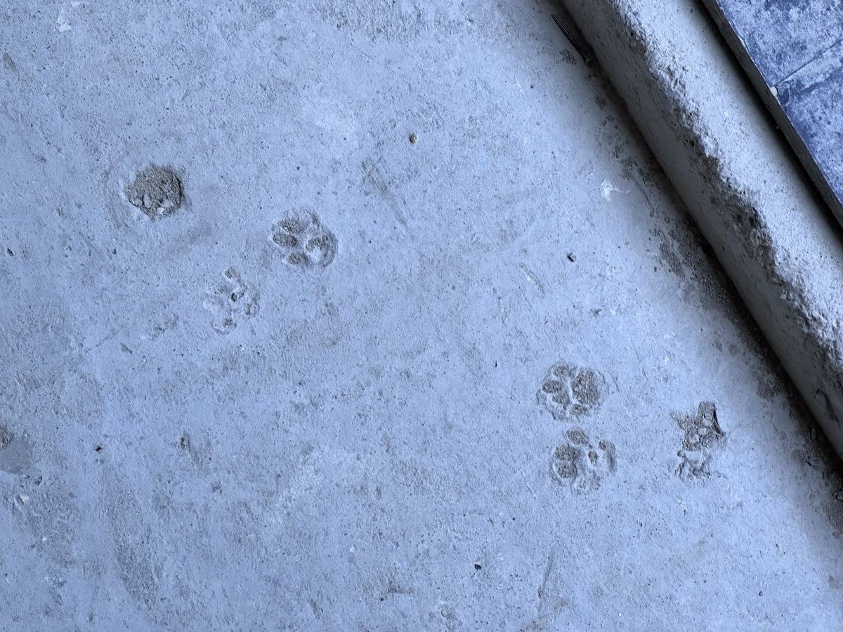 PascalGuenee's tweet image. Visite du chantier d'IPJ 3.0 avec des journalistes en formation M2 d'@IPJdauphine @psl_univ. Le déménagement ce sera en septembre 2025.