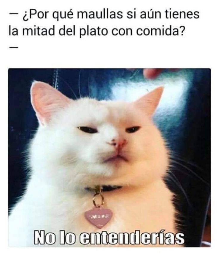 🤡😂🤣

#AsistenciaEcológica #gatos #gatoslindos #gatosdelmundo #gatosgraciosos #gatosdivertidos #memes #memes2024 #memesfunny #memesdaily #Joker #jokermovie #Comentar #Comparte #Siguenos #DaleMeGustaALaPagina