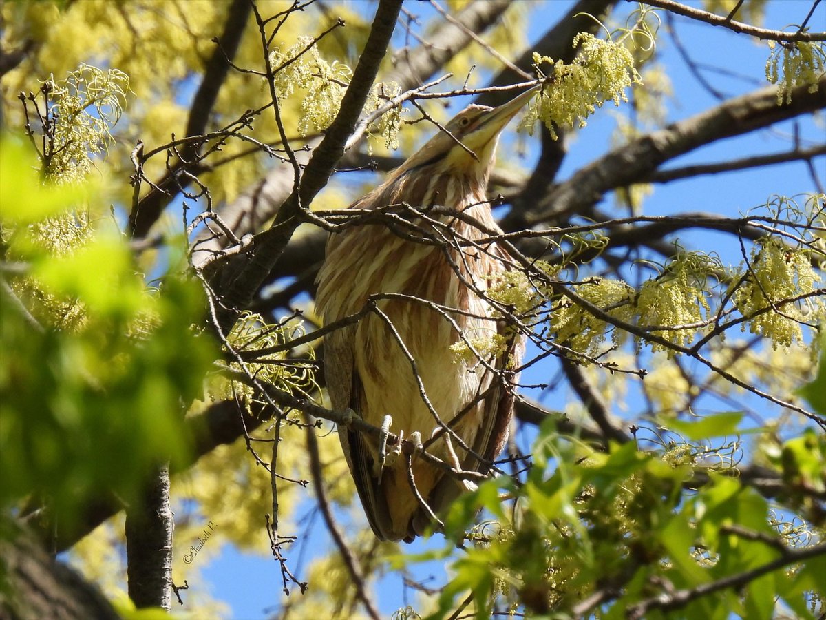 ElizabethP501's tweet photo. #AmericanBittern by muggers woods in the ramble @CentralParkNYC @BirdCentralPark #birdcp https://t.co/cxINegEnqy