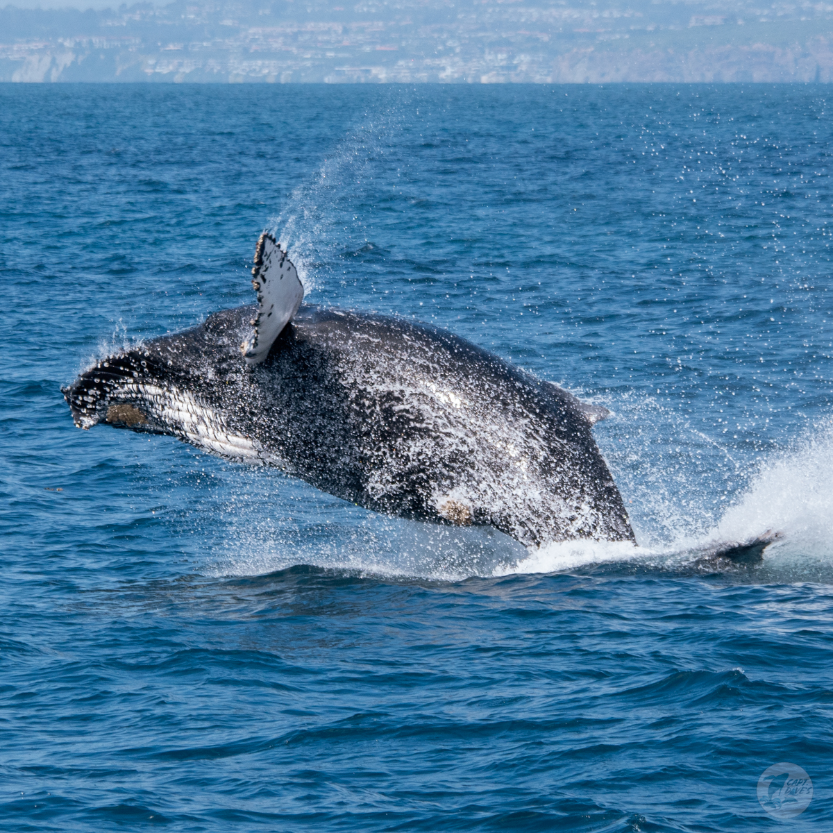 What did we do in #DanaPoint yesterday? We watched a nearly 40-ton #humpbackwhale blast out of the #ocean and into the air! There are many theories about the reason for the behavior known as #breaching, but regardless, it’s incredible to witness.
(📷: Caitlyn Nieblas 4.24.24)