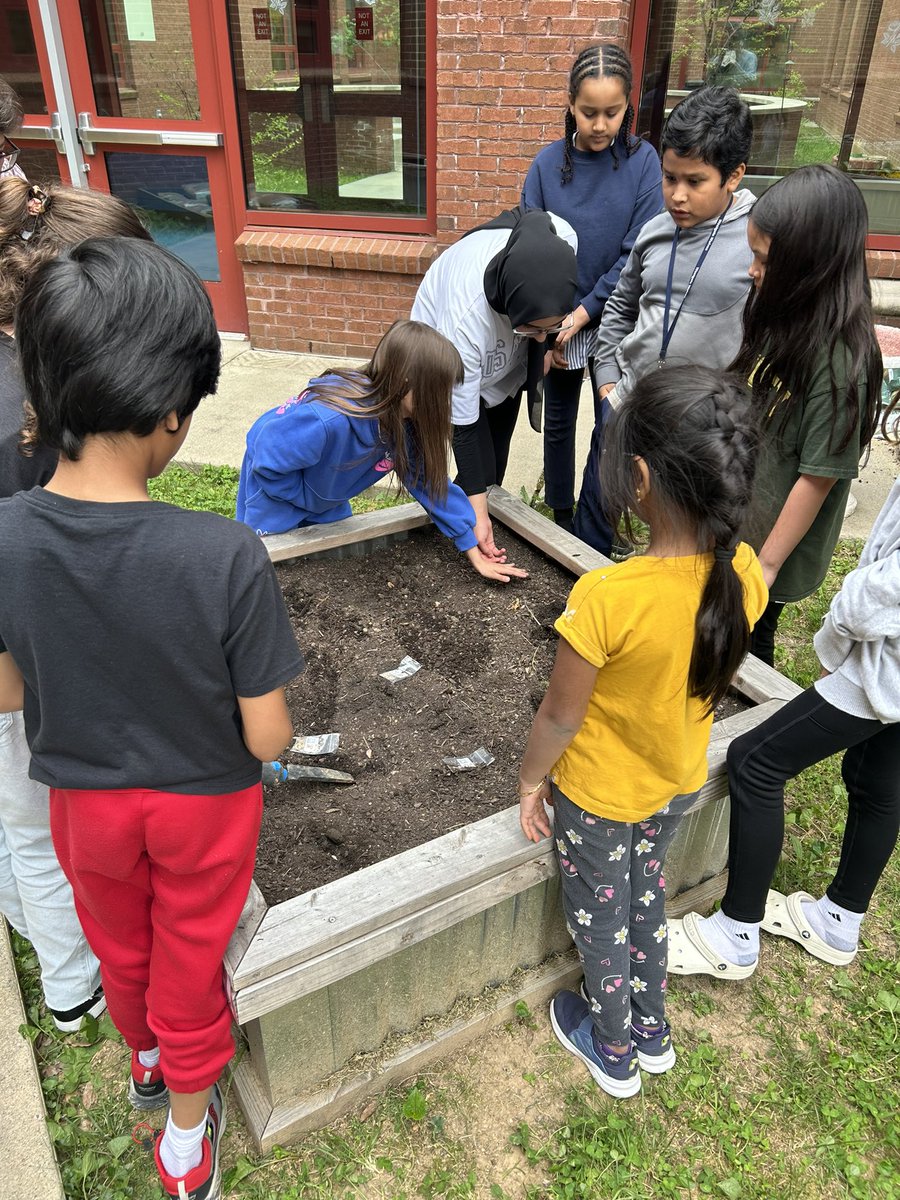 Ms_Welch1's tweet photo. Today we were scientists!  We collaborated with our 4th grade buddies and planted a garden. We also observed a sprouting cucumber plant and drew scientific drawings. So fun! https://t.co/ZH6NLYw9R0