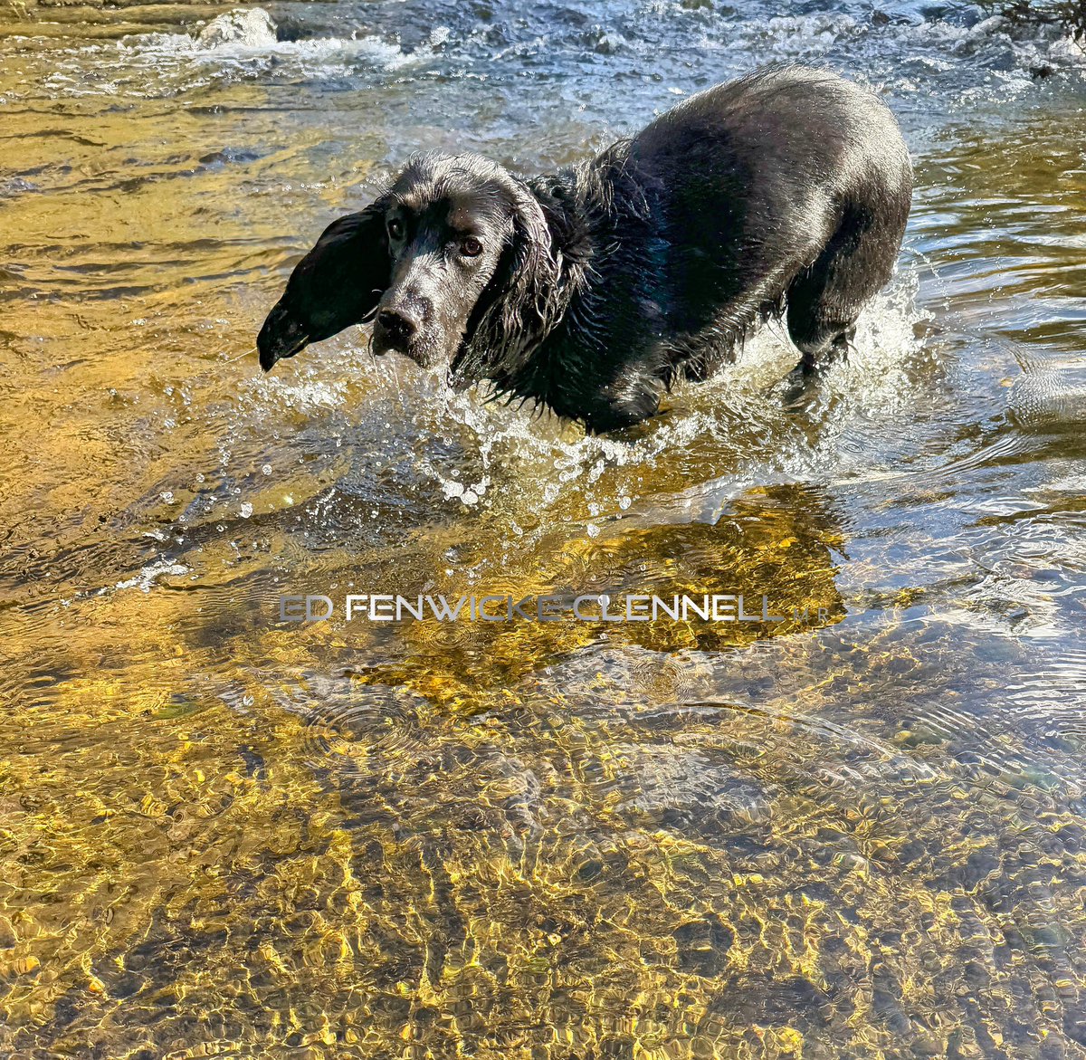 Betty having a good Splash 💦 this evening… 🐾