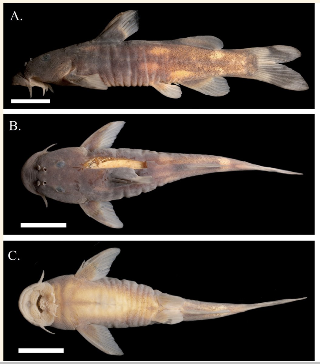 Today at GenBank: sequences from an #newspecies of suckermouth catfish—Chiloglanis carnatus Mutizwa, Bragança & Chakona, 2024—from the middle Zambezi River, paper in ZooKeys doi.org/10.3897/zookey…