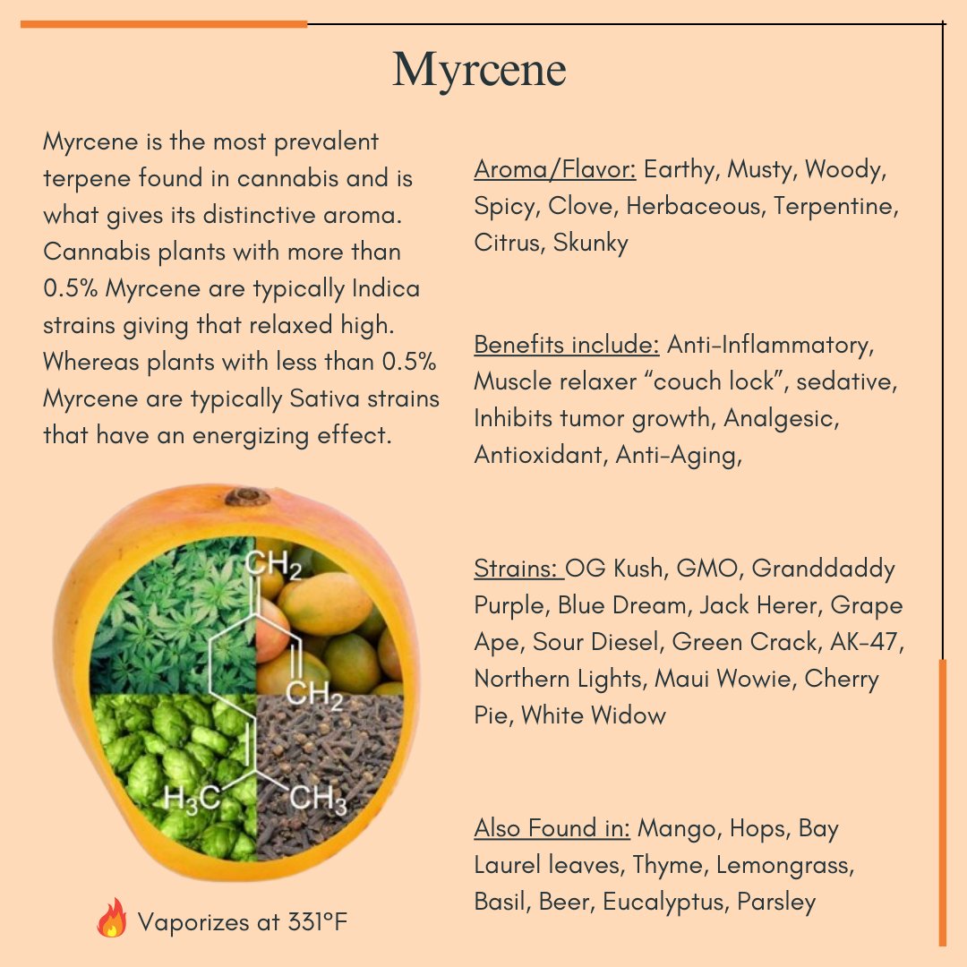*Terpene Thursday* Myrcene - a earthy/woody terpene that will have you feeling 'couch-lock' and sedated that is mainly found in Indica strains but some Sativa. #terpenes #myrcene #feelinggood #relaxed #energized #medicalmarijuana #trichomehealthconsultants #thcmed