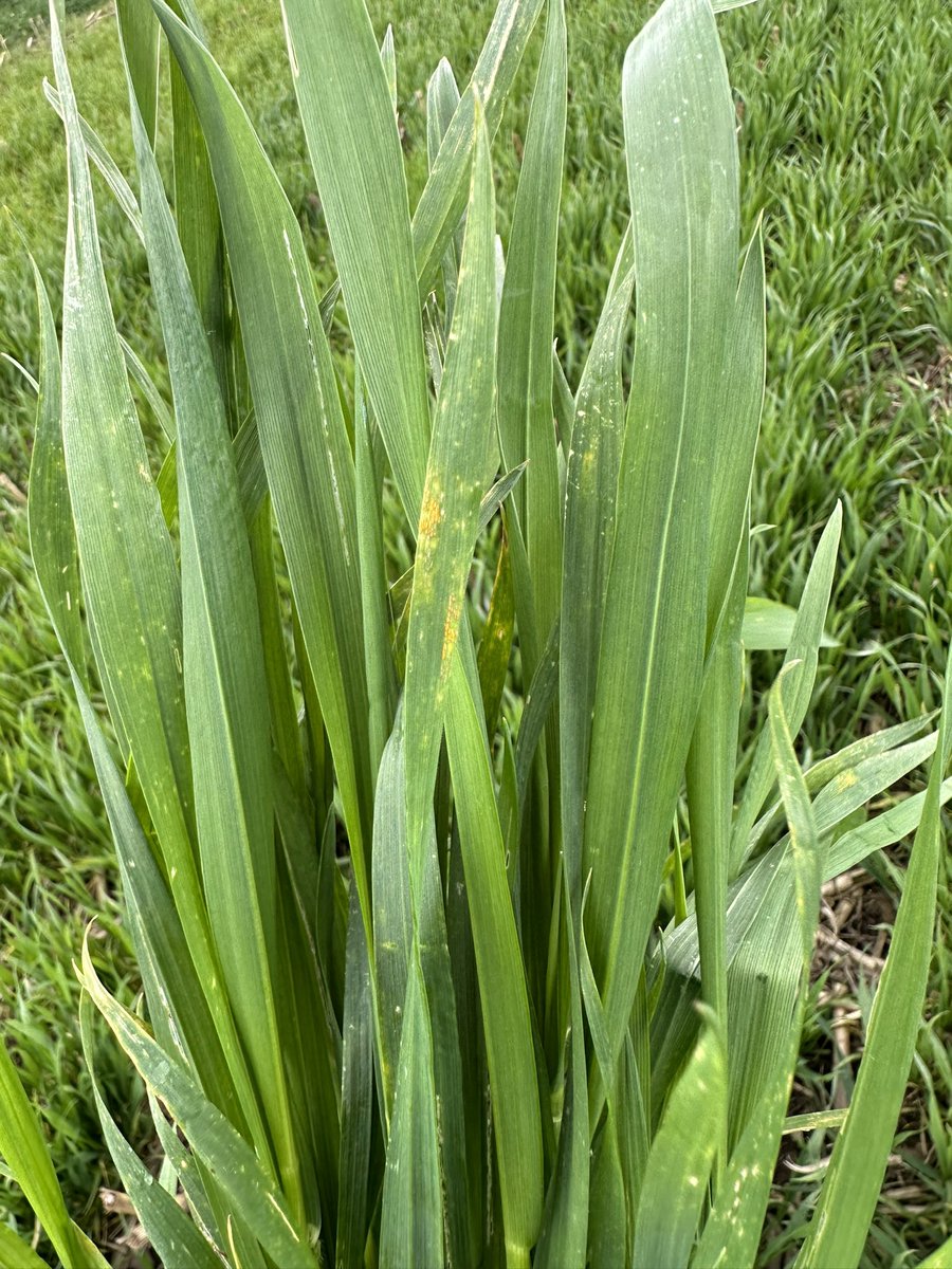 Yellow rust appearing in our Extase. T1 shortly.