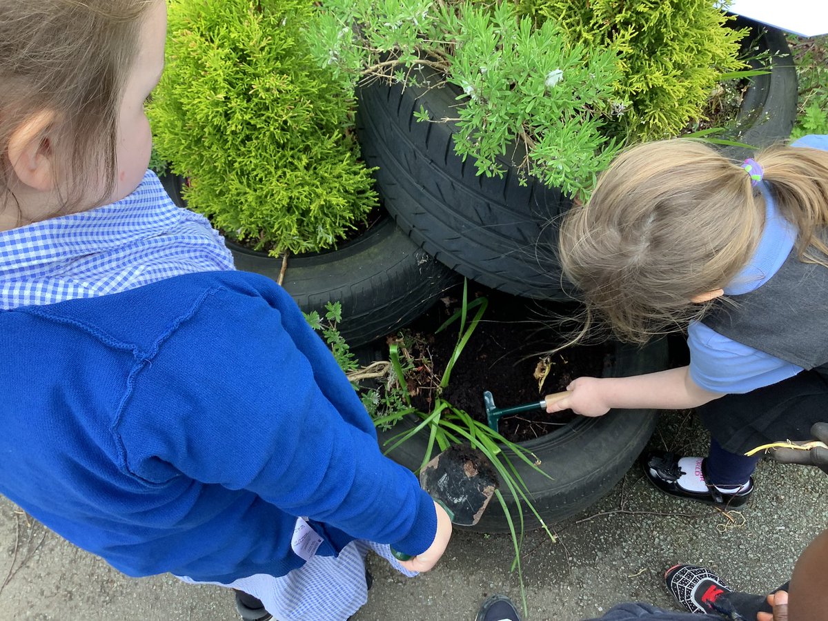 After receiving a special letter and a special seed, we decided to plant it in our garden. We wonder what will grow? Will it be an extraordinary garden?! We had lots of discussion and some amazing suggestions….watch this space🌳🌸 @LiteracyCounts1
