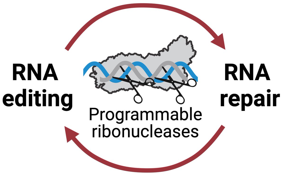 Artem Nemudryi, PhD (@artemnemudryi) on Twitter photo Nemudryi lab will open in September of 2024 at <a href="/UFMedicine/">UF Medicine</a>!
We will use programmable ribonucleases to study how human cells repair RNA and how RNA viruses co-opt these mechanisms for their benefit.
Interested? Get in touch!
nemudryi-lab.com Nemudryi lab will open in September of 2024 at <a href="/UFMedicine/">UF Medicine</a>!
We will use programmable ribonucleases to study how human cells repair RNA and how RNA viruses co-opt these mechanisms for their benefit.
Interested? Get in touch!
nemudryi-lab.com