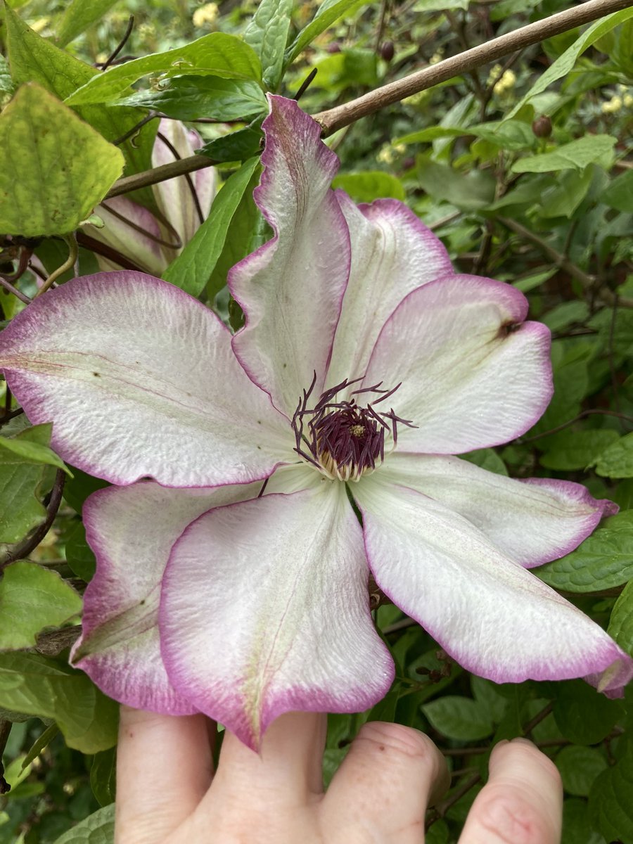 Second clematis to flower in the garden this year for #ClematisThursday #GardeningTwitter