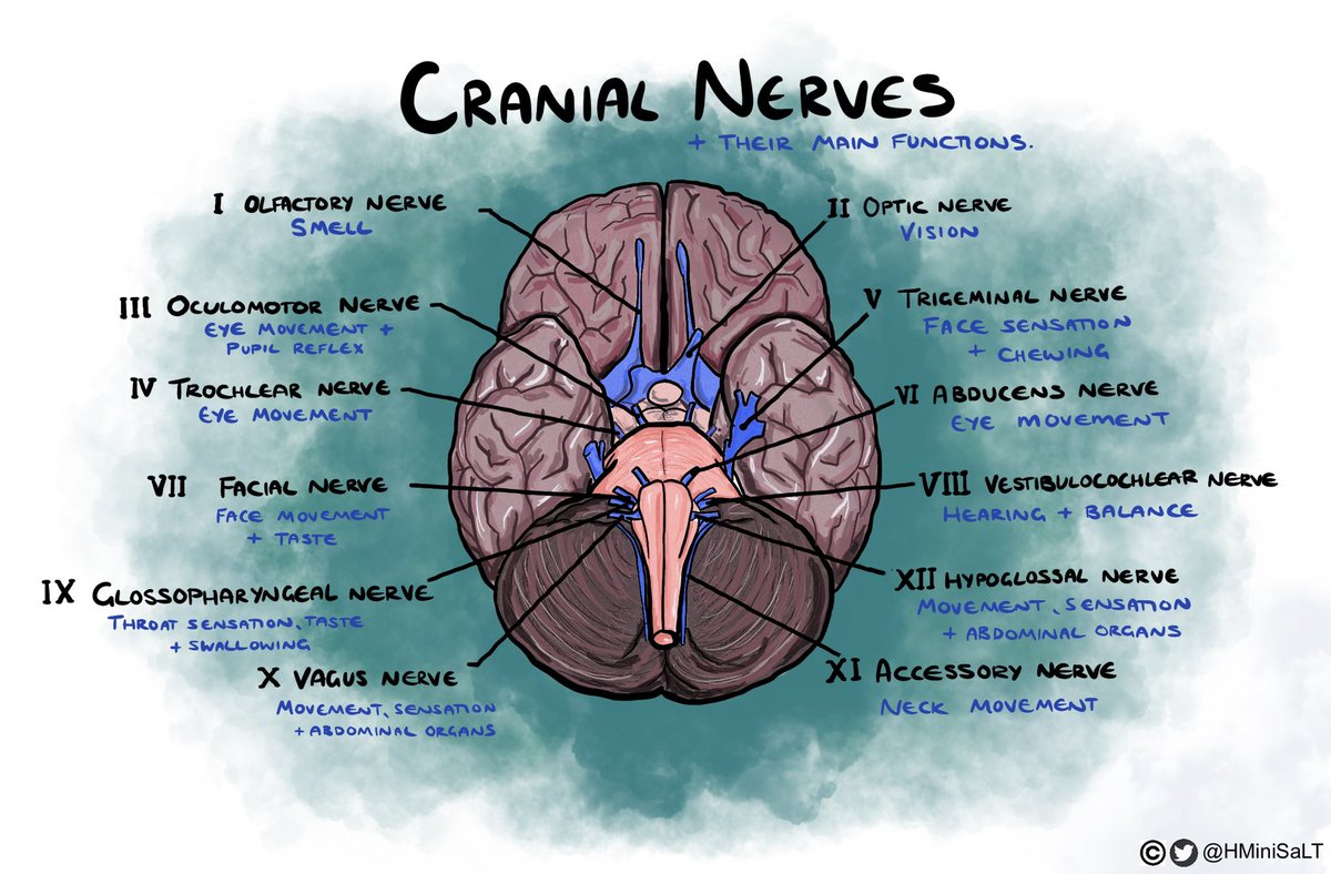 Dug this visual out to help with my presentation on cranial nerves. Helped me to refresh! I think I may need an updated version now. Maybe one linking to Oro-motor assessment for placement 🤔 #cranialnerves #anatomy #slt2b @RCSLT @SLTatBCU #student #SLT