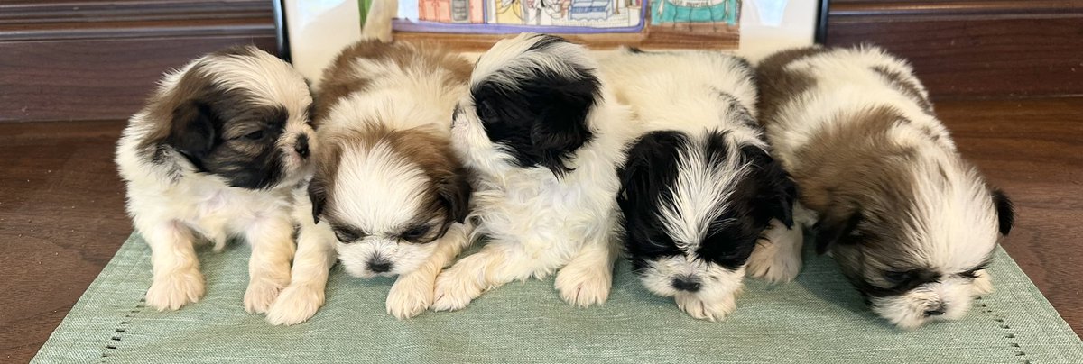 Adorable Shih Tzu females looking for good homes! Reach out to reserve your sweet puppy! #wapackpups #adorable puppies #shihtzu #shihtzulove #shihtzupuppy #shihtzugram #shihtzusofinstagram #shihtzupuppiesforadoption #shihtzupuppies #nonsheddingpuppies #shihtzupuppiesforsale