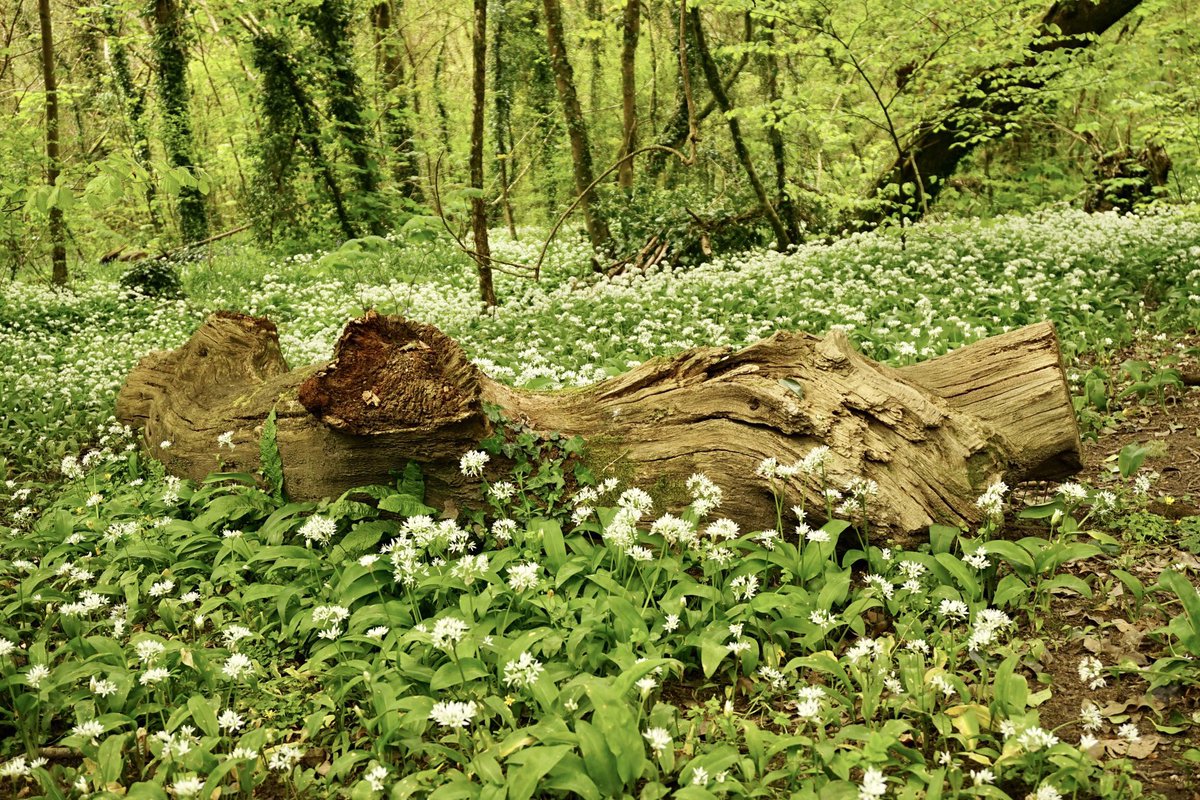 Wild garlic in Cadsonbury woods today, just over the border in #Cornwall.. nationaltrust.org.uk/visit/cornwall…