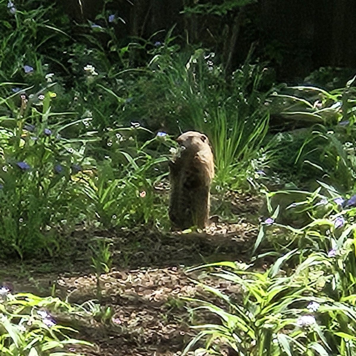 @spann @simpsonWVTM13 Groundhog enjoying some flowers today !