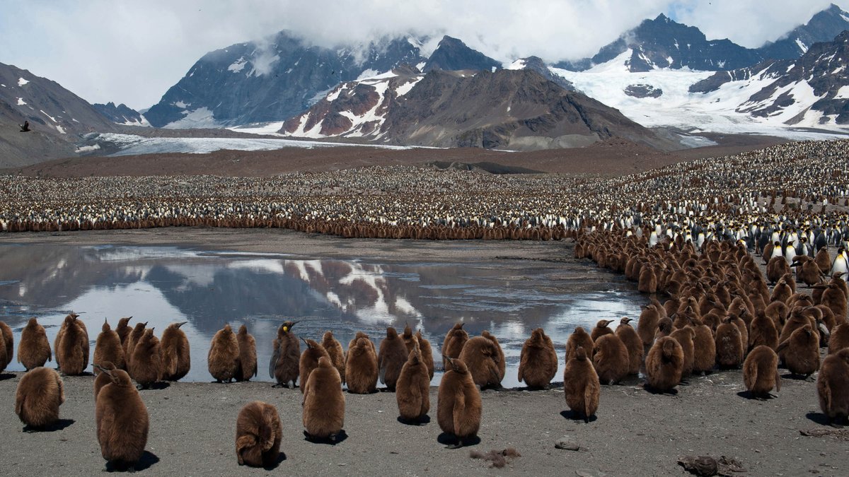 The Kings of South Georgia for #WorldPenguinDay