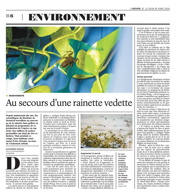 Au secours d’une rainette vedette: ledevoir.com/environnement/…