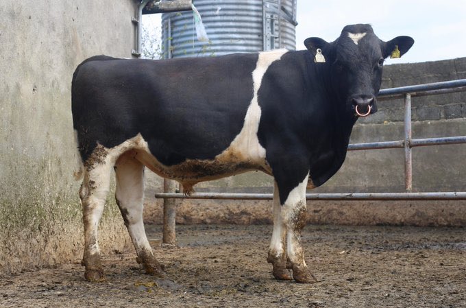 Some stats on the bull sold today:

📆 sold at 15 months

🥛 dam milked 6581 litres at 4.21% fat, 3.74% protein and 523 kgs milk solids on her 2nd lactation

👵 EX90 granddam milked 84,863 litres in 8 lactations and was certified Diamond status by the IHFA for production