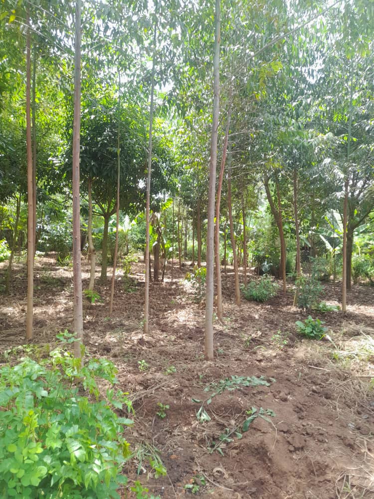 Urgent call for the Environmental justice. The nature is losing its beauty, planting more trees can be one of the ways of promoting this justice as this can give rise to climate justice as well @RefineryOil
@AfricaTasha @GreengrantsFund @NatureTalk_A @UgandaFaith