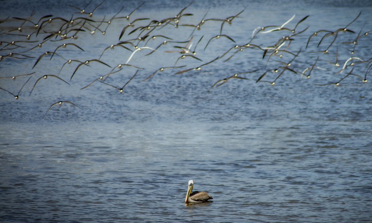 Brown Pelican 
@CanonUSA 7d 
@TamronAmericas 70-300mm
#NaturePhotograhpy #birdphoto #wildlifephotography #buyingcontent #canonphotography #bryanbphotography