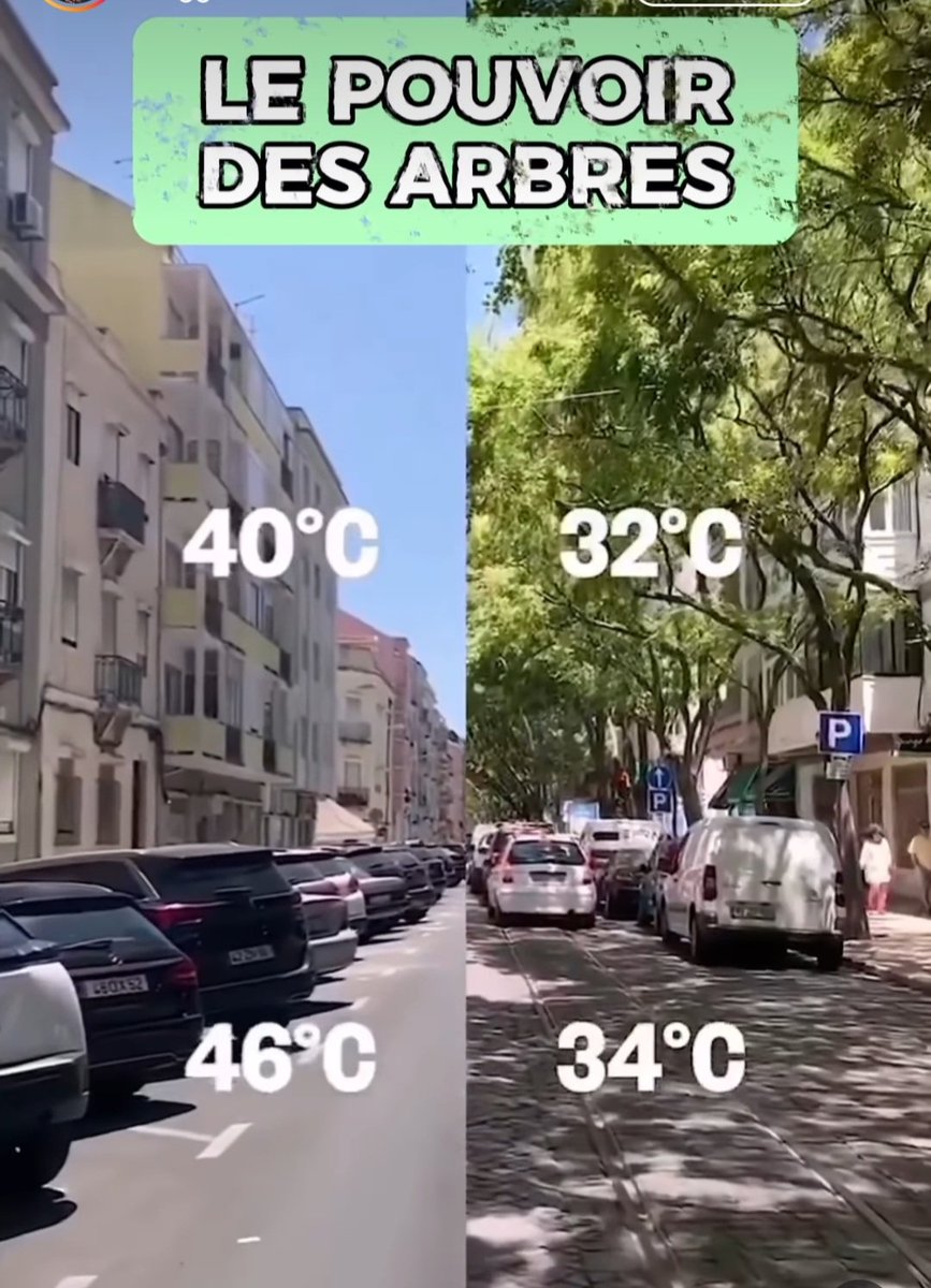zhad33's tweet photo. Une évidence.
#poweroftrees https://t.co/MJeRGyaRPT