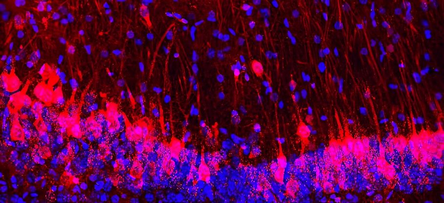 Revolutionizing #Neuroscience: Integrating #StemCells, #Organoids, and #Neurons in #HybridBrain Studies Hybrid brains will allow researchers to understand how #BrainCells get sick or die and the rules of repairing and replacing parts of the #brain disabled-world.com/news/research/…