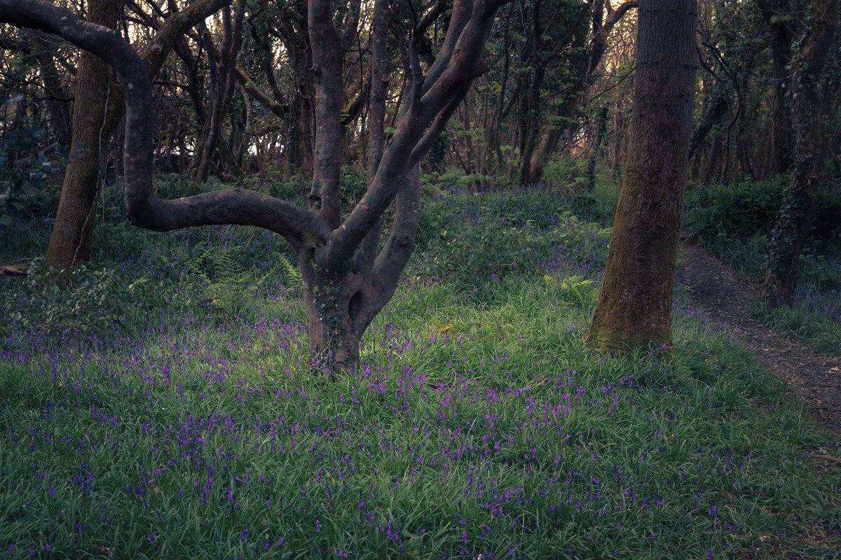 Tehidy woods on a beautiful spring evening and a little wander among the bluebells, still a bit patchy at the moment but they’re coming on slowly. #cornwall #photography #Bluebells #woodland