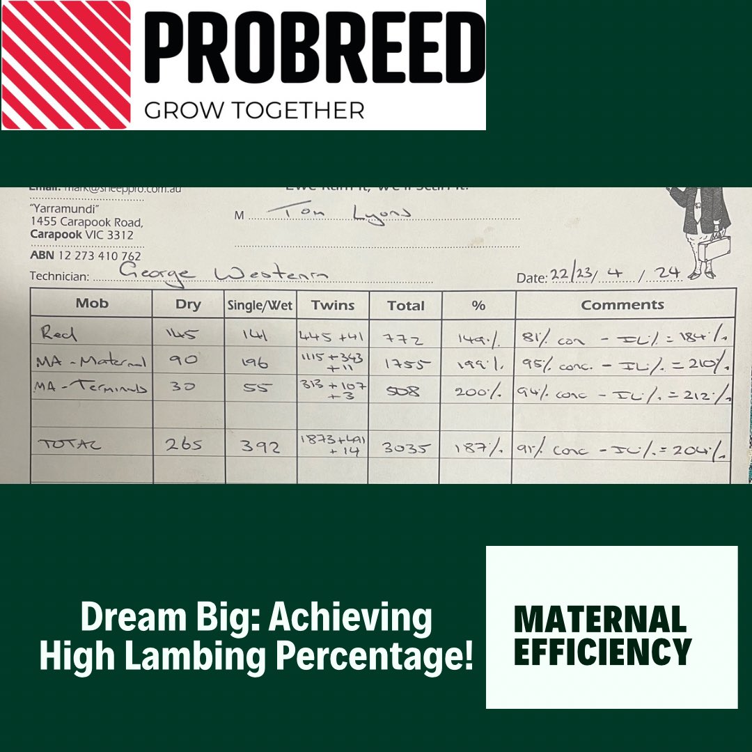 'Maternal Might in Every Sight, High Lambing Scores Open New Doors!'
There is no doubt lambing % is a key driver of profit, this year we see lots of big Preg Scanning numbers however consider that this flock nails #maternalefficiency. Ewes adult weight 67-73 kg & over 90% of…