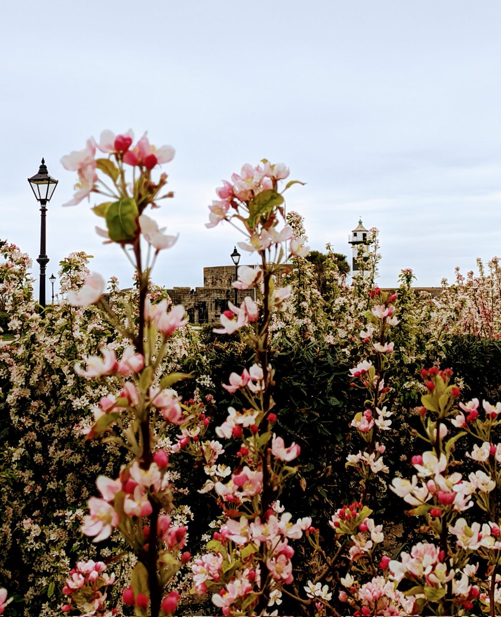 Blooming Castle 
#Southsea #BlossomWatch