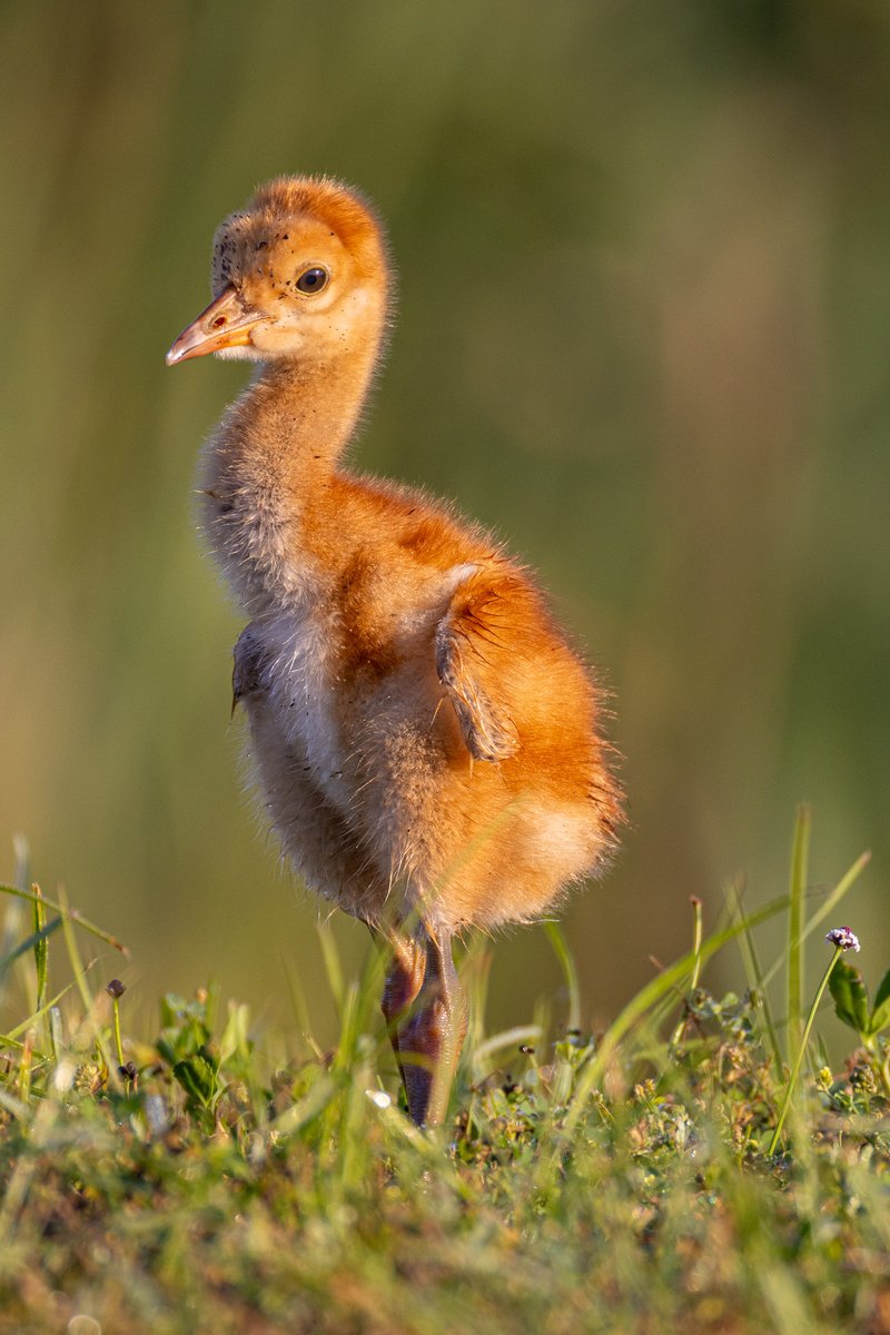 Sandhill crane colt.