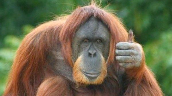 @GellifaelogPri Great work! DYK, @chesterzoo has some excellent teaching resources for all ages on the issue of sustainable palm oil: bit.ly/2wYMtD9
@LearnatCZ
@ActforWildlife

Choose #Sustainable #PalmOil and #SaveOrangutans