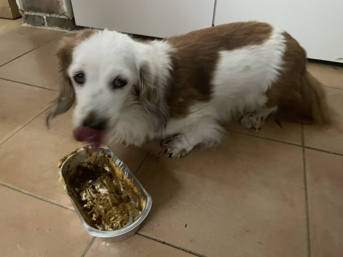 Daisy got shepherds’ pie for her birthday.