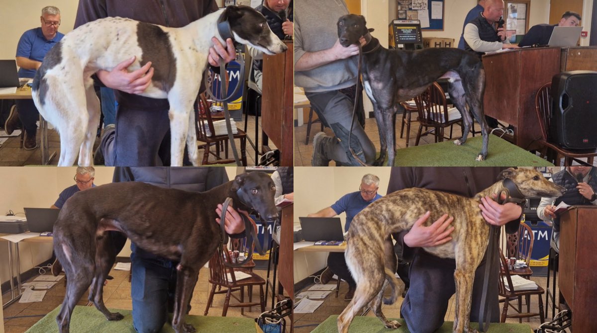 Some of the frightened looking young greyhounds, imported from Ireland and in appalling condition, auctioned today at #Yarmouth stadium by @premgreysales (blocked). 

#BanGreyhoundRacing #AnimalWelfare 

@BrandonLewis @greatyarmouthbc @NorfolkCC @NShuntsabs @GYMercury @EDP24