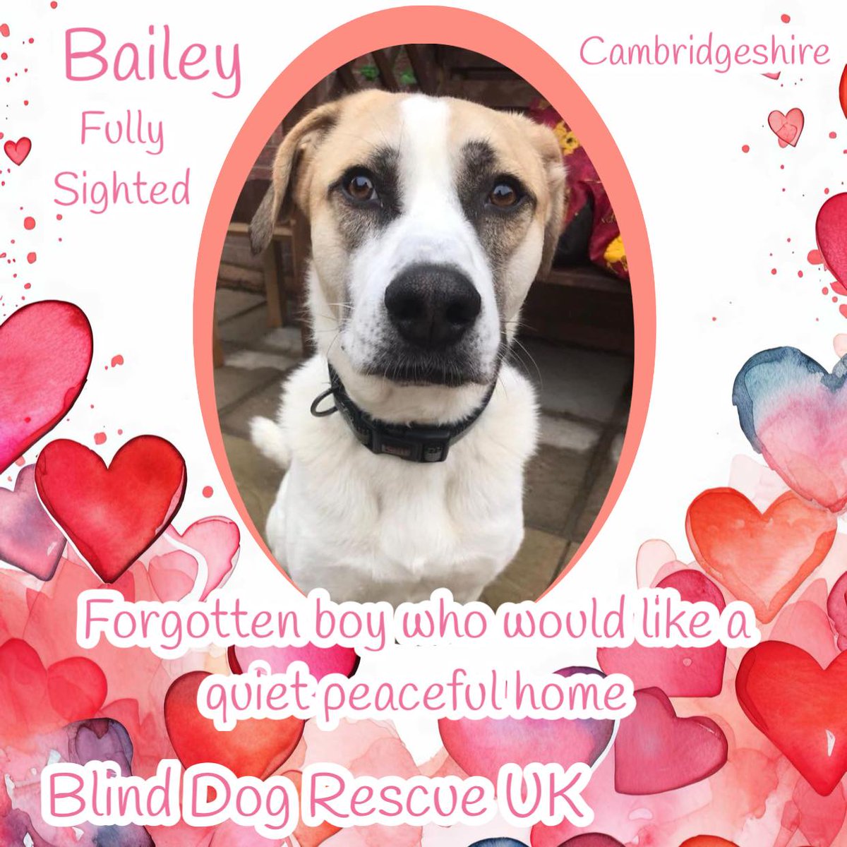 #forgottensoulshour BAILEY was born in 2019, is fully sighted, & currently in #Cambridgeshire. He needs a very special home where he can be the only dog, not have any lasting treats or toys he could be possessive about, no children around, & a quiet household. Having said that,…