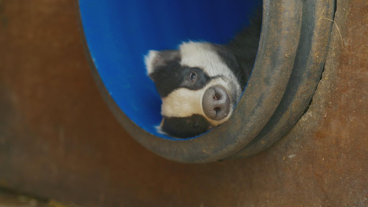 Well, that was yet another rollercoaster of emotions! What did you think? These three are just a tiny fraction of the 10,000 patients we now admit every year. If you would like to support us, please visit our website at southessexwildlife.org/donate #C4WildlifeRescue