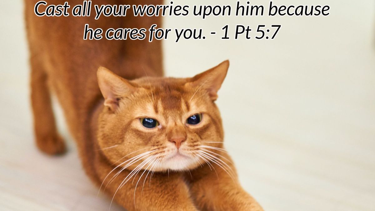 #cat #kitten #dailyinspiration #Catholic #Christian #memoryverse #Truth #Faith #Scriptures #quote #catmemes #catvibes #catphoto #catlovers #viralphoto #trending #cutecat