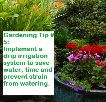 Reduce water wastage and target the water to the roots of your plants.  This will save our precious resource as well as save time, reduce weed growth and save your back from lifting a heavy watering can.  #saveourwater #easygardening #physio #eastoshawaphysio